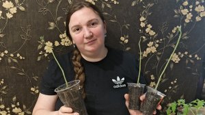 27.04.26 От рассады томатов остались голые стволы.Погода ужасная,на дачу не суюсь.Болталочка