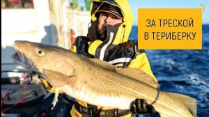 Поездка за треской на Баренцево море в Териберку