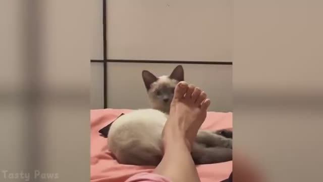 Супер Смешные подборки с видео с домашними животными 🤣🤣прикольно и смешно!