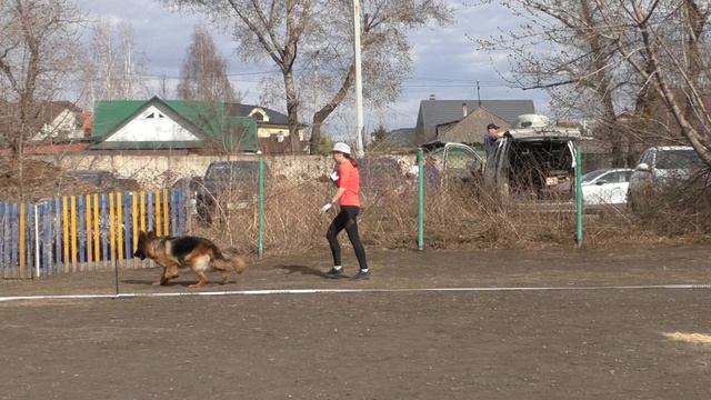длинношерстные суки рабочий смотреть онлайн