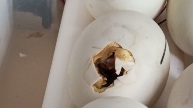 Ага, теперь понятно, чего яйца замерли... Лупятся только выжившие.