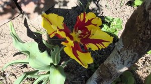 26.04.26 г.Что с погодой 🤦? Работы на участке.Новые покупки для цветников.