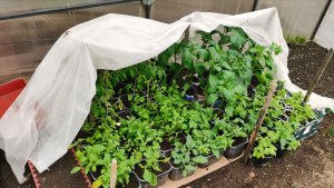 Пересаживаю все под ряд 26 апреля прикопал рассаду лука из семян в теплице.