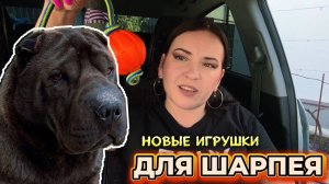 Собака хотела съесть ЛЕБЕДЕЙ на городском  ПЛЯЖЕ