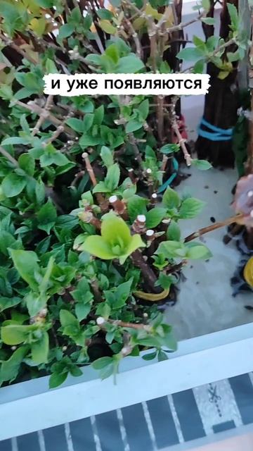 Древесное черенкование гортензии