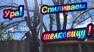 Ейск! Я подстимулировала соседа, спиливает шелковтцу, моя задумка, посадить 1 кабачок 27-04-2026