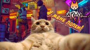 Что делать если Stray