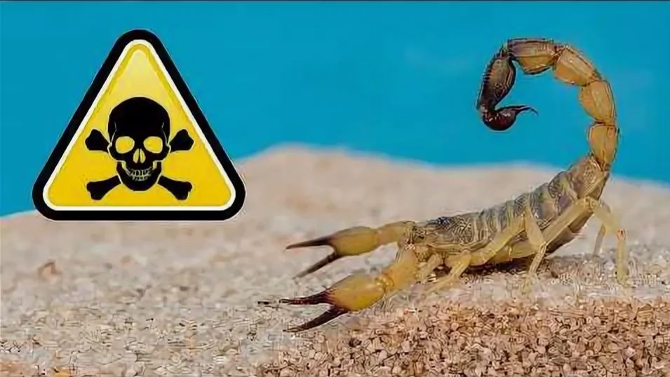 Мой новый питомец — самый смертоносный скорпион в мире! Androctonus Australis