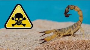 Мой новый питомец — самый смертоносный скорпион в мире! Androctonus australis
