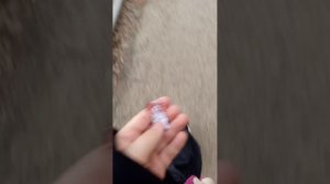 бумажные собачки 🐕🦺🦮