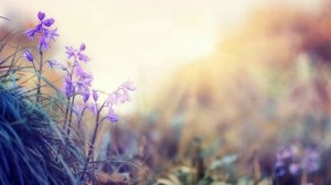 Золотые Драконы и Ангелы Света. ОБ УГОЩЕНИИ ДУШ (27.04.2026) (73 Послание)