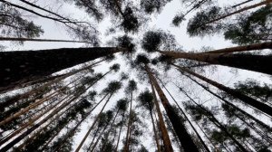 Релаксация, медитация, улучшение сна, снятие стресса, фон для работы и учебы, йога. ॐ🙏🧘♀️