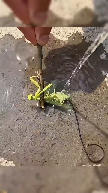 Ты не сможешь узнать этих животных так близко 