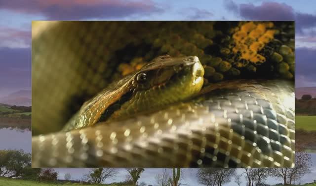 Могут ли Гигантские Анаконды Все Еще Скрываться в Амазонке?