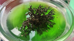 И что-же делать с этим растением? Нужен совет!