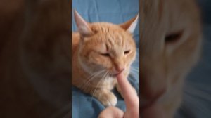 кратко о моей кошке 😎😺