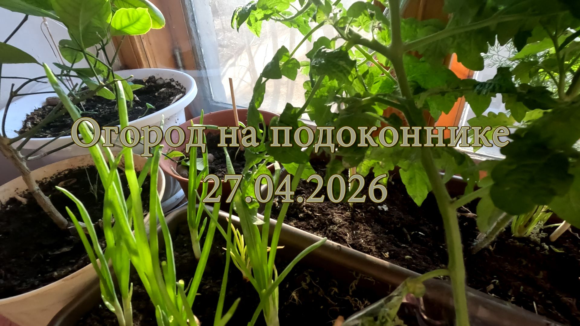 Огород на подоконнике 27.05.2026
