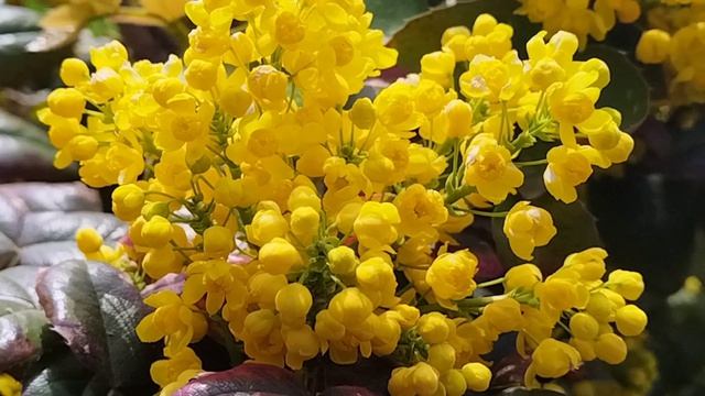 Геническ: магазин цветовсакура и еще много чего 