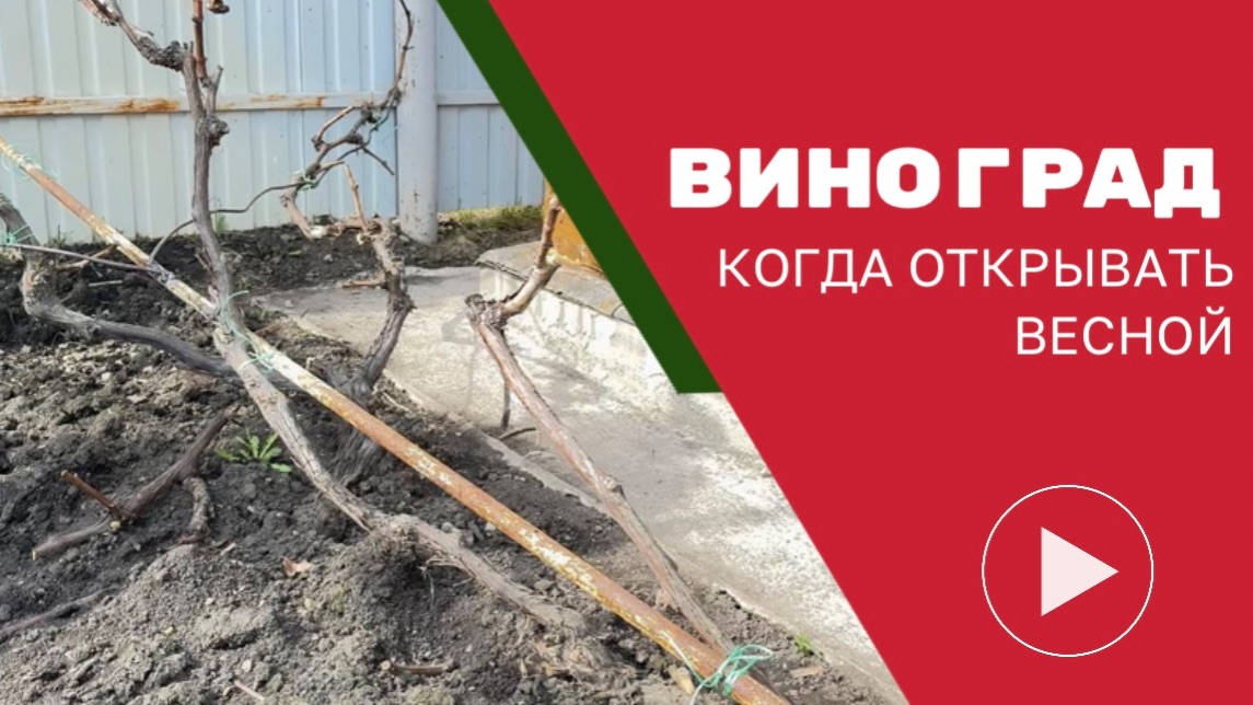 Когда открывать виноград после зимы