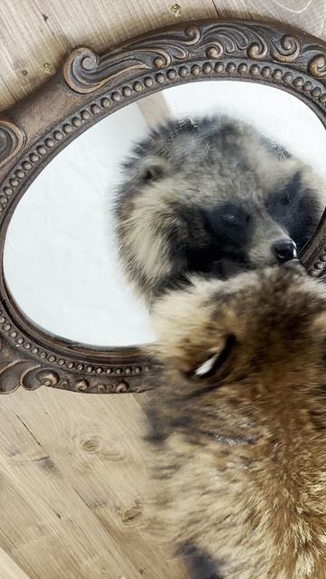 Ах, какая пушистая!