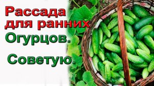 Секрет сверх  раннего урожая огурцов.