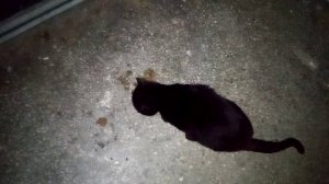 Кормлю бездомного кота, который в благодарность гадит под мою дверь