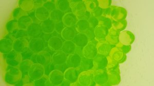 Внутренность лягушки антистресс из фикс прайса