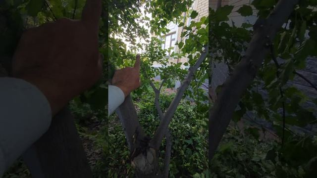 как вырастить клён чтобы он спрятал окна и не портил фасад дома 

клён обрезан в природном стиле не