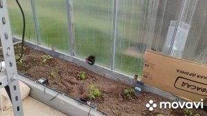 Теплица с огурцами, томаты спустя 3 недели после высадки.