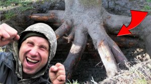 Схрон под Старой Сосной ПОРАДОВАЛ, Не зря КОПАЛ под Этим Деревом, НАХОДКА Удивила НАС!!!
