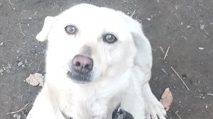 Как живёт Арчик!