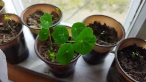 Обзор моей рассады. Подводим итоги, плюсы и минусы