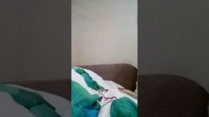 моя коллекция Ам нямов