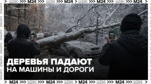 Москвичи присылают кадры непогоды: деревья падают на машины и дороги — Москва 24