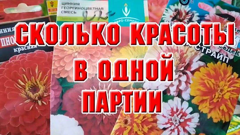СТОЛЬКО КРАСОТЫ В ОДНОЙ ПАРТИИ! ЦВЕТЫ