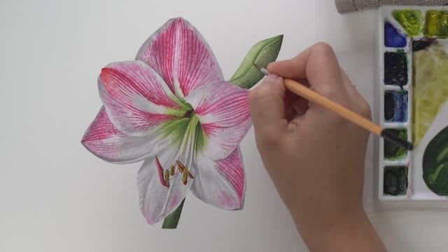 Как нарисовать реалистичный цветок амариллиса акварелью  Красивый белый цветок