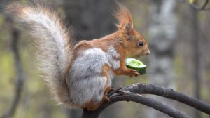 Белки. Зарисовка