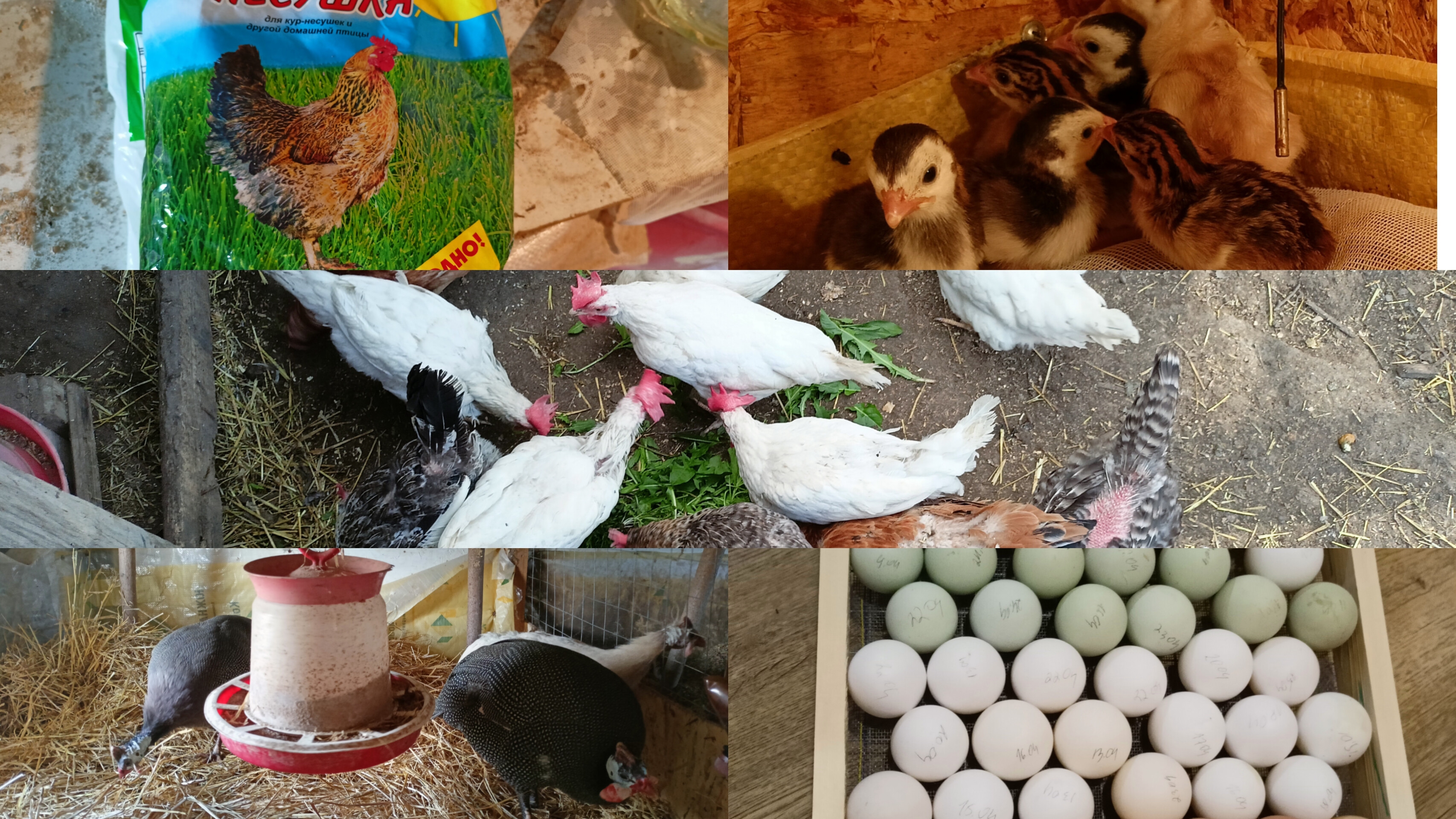 Закладка яиц. Вывод цесарят. Покупки для кур. Планы на будущее. Уборка