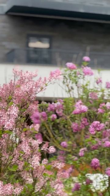 Самая красивая весна — рядом с домом 🌸