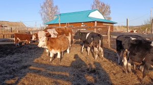 Подселили маленьких быков к взрослым/Прокатились в Алейск