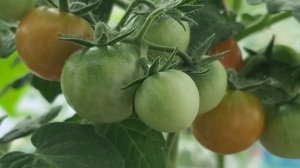 Уютный день с цветущей рассадой: когда погода не радует