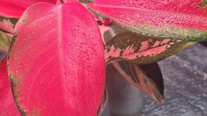 Мои любимчики