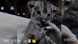 ⚜️ чёткая цыганская песня 😌👌⚜️
 🥀цыгарки и драба Када вся, 🥀