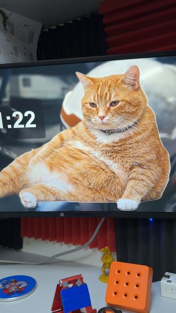 Устали залипать в соцсетях? Вам поможет жирный кот