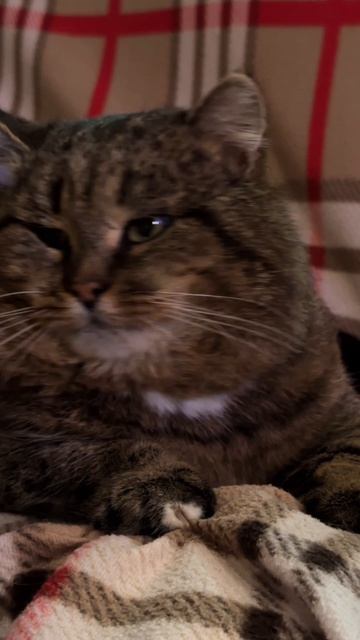 Умеют ли кошки ревновать?