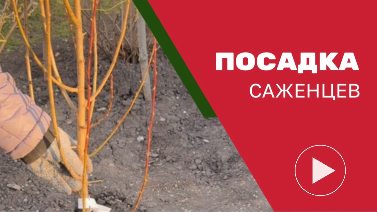 Посадка саженцев весной в открытый грунт