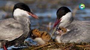 40 лет без человека. Как дикая природа Полесского заповедника адаптировалась к радиации?