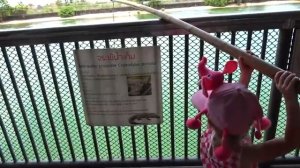 Настя в зоопарке кормит животных [get.gt]