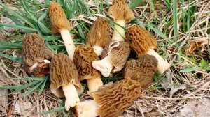 Первые грибы в апреле 2026 г./ Смоленская область