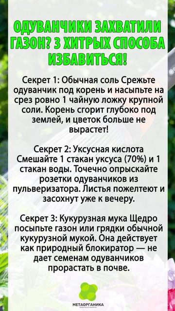 Одуванчики захватили газон? 3 хитрых способа избавиться